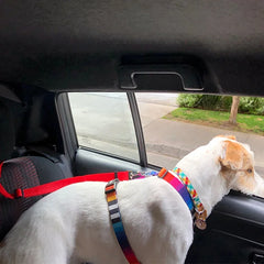 New Solid Color Two-in-one Pet Car Seat Belt Nylon Lead Leash Backseat Safety Belt Adjustable Dogs Harness Collar Pet Accessorie