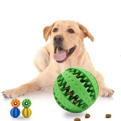 happy tan dog with green, orange, blue and yellow balls